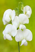 Lathyrus latifolius (Perennial Sweet Pea) Alba.