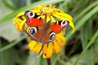 Inachis io - Peacock butterfly on Ligularia dentata flower