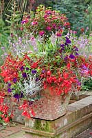 Container combination with standard Fuchsia, Calocephalus 'Silver sand', Verbena, Petunia and Begonia 'Devotion' (Million Kisses Series) at East Ruston Old Vicarage