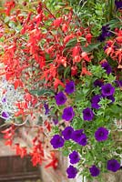 Mixed container with Begonia 'Devotion' (Million Kisses Series) and Petunia 'Blue Wave'