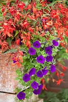 Begonia 'Devotion' (Million Kisses Series) and Petunia 'Blue Wave' in pot