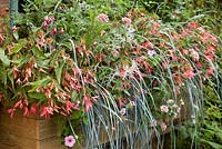 Window box with Begonia 'Romance' and Elymus magellanicus by Alan Gray at East Ruston Old Vicarage gardens