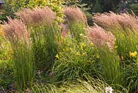 Group of Calamagrostis x acutiflora 'Karl Foerster' - Small Reed blowing in the wind - Wildside garden 

