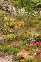 Naturalistic planting of Dierama pulcherrimum, Hebe 'Nicola's blush', Eryngium, Oenothera, Lychnis, Tanacetum, Libertia, Scabiosa - Wildside garden 
