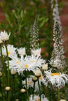 Leucanthemum x superbum 'Phyllis Smith' with Lysimachia ephemerum