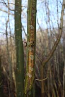 Chalara fraxinus - Ash dieback infection on sapling extending up and down trunk from point of infection