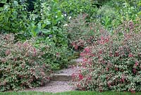 Fuchsia magellanica var. gracilis planted either side of steps