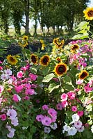Helianthus annuus 'Ring of Fire' and Lavatera trimestris 'Beauty Miss'
