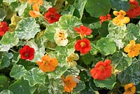 Tropaeolum majus 'Out of Africa'