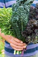 Harvested vegetables - Brassica oleracea, Kale 'Westland Winter', Kale 'Scarlet', Kale 'Nero di Toscana' and Rosemary
