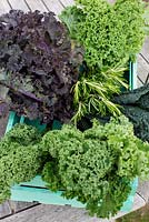 Harvested vegetables - Brassica oleracea, Kale 'Westland Winter', Kale 'Scarlet', Kale 'Nero di Toscana' and rosemary in wooden crate