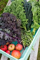 Brassica oleracea, Kale 'Westland Winter', Kale 'Scarlet', Kale 'Nero di Toscana', rosemary and apples in wooden crate