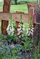 Decorative edging and Digitalis - 'George's Marvellous Medicine' - BBC Gardeners World Live 2012