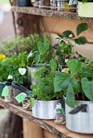 Herbs in pots on wooden shelves - 'Georges Marvellous Medicine', Designed by Burlish Park Primary - RHS Malvern Spring gardening show 2012
