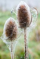 Dipsacus fullonum - Teasel seed head covered with cobwebs and dew 