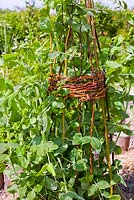 Pisum sativum - Peas growing up willow wigwam
