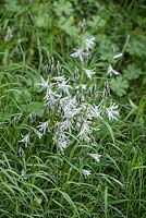 Ornithogalum nutans