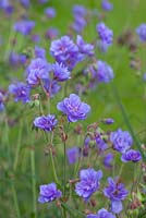 Geranium pratense 'Plenum Caeruleum'