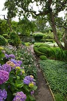 Border of Malus - Apple and Prunus cerasifera trees, Hydrangea and  Antennaria - Ulla Molin