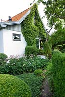 House with Malus and Prunus cerasifera trees, Anemone, Hydrangea, Buxus and Taxus balls and hedges - Ulla Molin