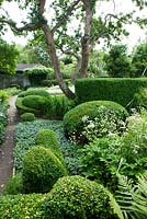 Border of Hydrangea, Buxus and Taxus balls and hedges, Anemone, Fern, Acaena and Astrantia - Ulla Molin
