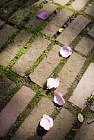 Bricks and Rose petals - Ulla Molin 
 