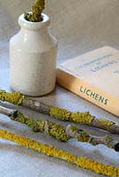 An Observer's Book of Lichens, old pot and twigs with lichen on linen