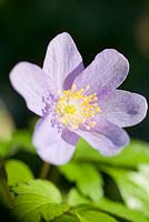 Anemone nemorosa 'Bowles's Purple'