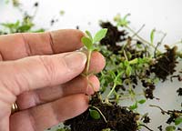 Planting up plantlets of Bryophylulum in spring