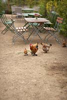 Barbu d'Uccle chickens and chicks by cafe area - Worton Organic Garden Farm