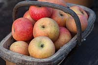 Apple 'Court Pendu plat'  - ancient variety in trug