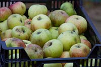 Apples 'Bramley Seedling' in transport crate ready to be sorted