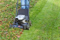Using a rotary mower to macerate fallen leaves and collect them in one pass
