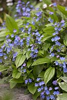 Omphalodes cappadocica in May
