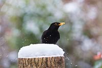 Turdus merula - Blackbird feeding on a mealworm on a snow covered tree trunk