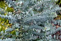 Eucalyptus pulverulenta 'Baby Blue'