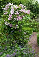 Clematis 'Hagley Hybrid' with Nepeta - De Tuinen van Appeltern, Holland