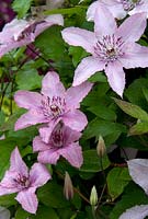 Clematis 'Hagley Hybrid' - De Tuinen van Appeltern, Holland