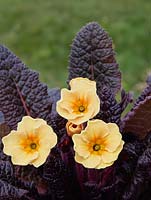 Primula vulgaris 'Claddagh' - Kennedy Irish primrose