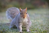 Sciurus carolinensis - Grey squirrel