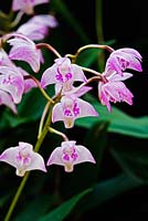 Dendrobium kingianum orchid - RHS Wisley