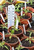 Propagator filled with young tomato plants, showing thermometer