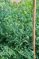 Plastic netting plant support positioned over large clumps of Thalictrum in May - Fellows' Garden, Clare College, Cambridge