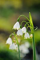 Leucojum vernum