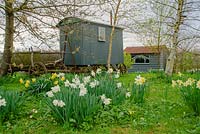 Shepherds hut and old farm cart in wild garden with birch trees and daffodils - The Mill House, Little Sampford, Essex