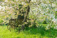 Prunus avium and antique farm cart in wild garden in spring - The Mill House, Little Sampford, Essex