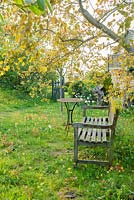 View of wild garden in spring with wooden garden bench and naturalised cowslips in grass - The Mill House, Little Sampford, Essex