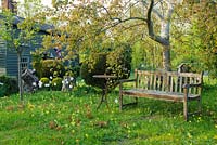 View of wild garden in spring with wooden garden bench and naturalised cowslips in grass. - The Mill House, Little Sampford, Essex