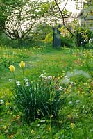 Narcissus poeticus var. recurvus in wild garden with naturalised cowslips - The Mill House, Little Sampford, Essex