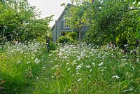 Grass path in wild garden with oxeye daisies - The Mill House, Little Sampford, Essex